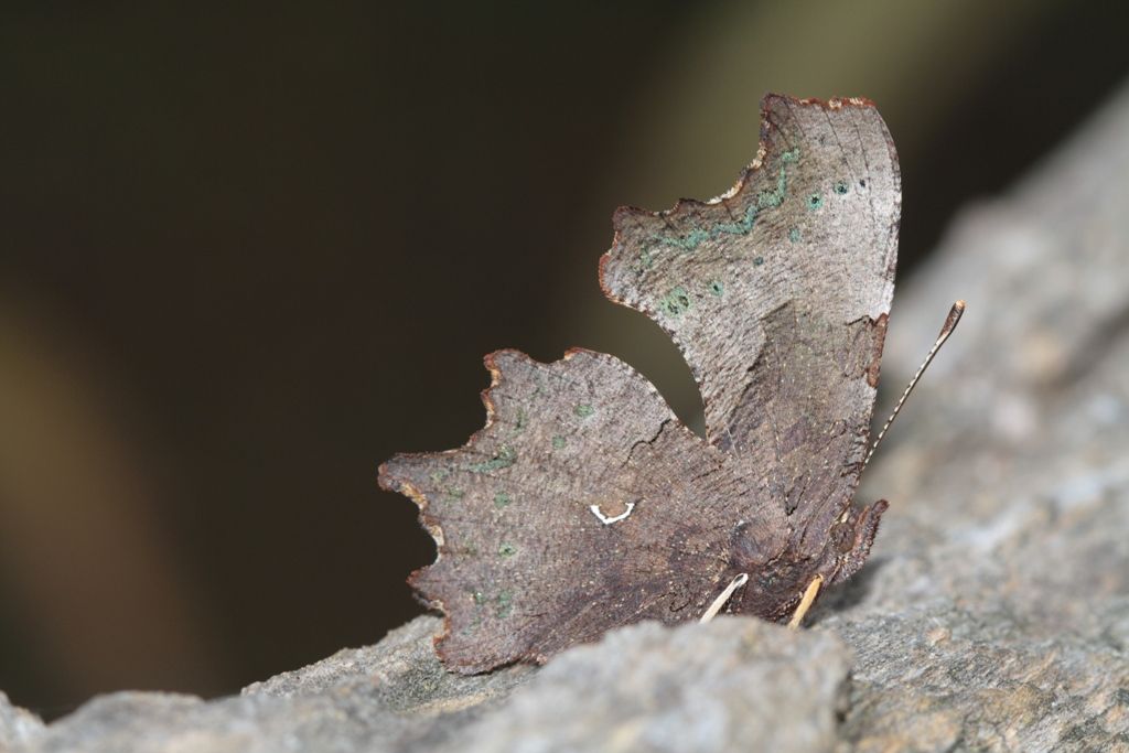 Polygonia c-album (anch''io!)